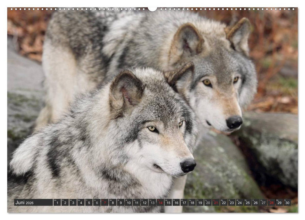Wölfe. Graue Eminenzen (CALVENDO Premium Wandkalender 2026)