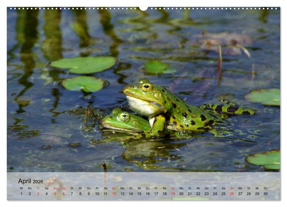 Frosch müsste man sein! (CALVENDO Wandkalender 2026)