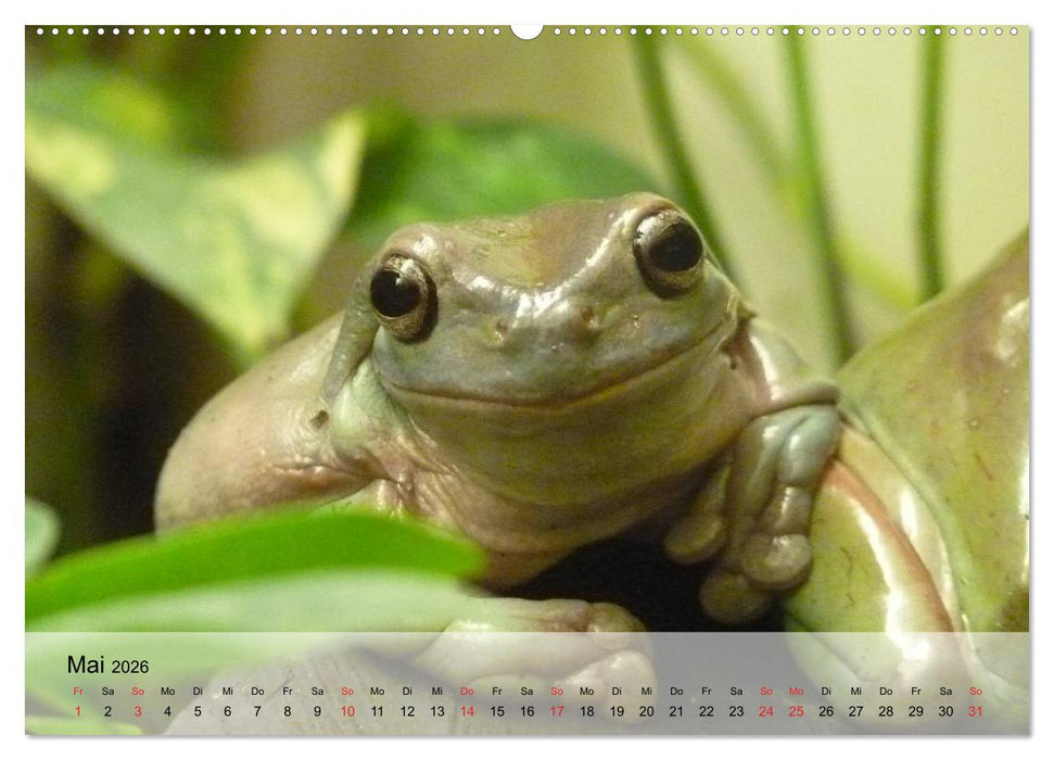 Frosch müsste man sein! (CALVENDO Wandkalender 2026)
