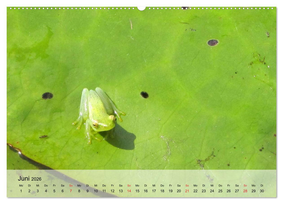 Frosch müsste man sein! (CALVENDO Wandkalender 2026)