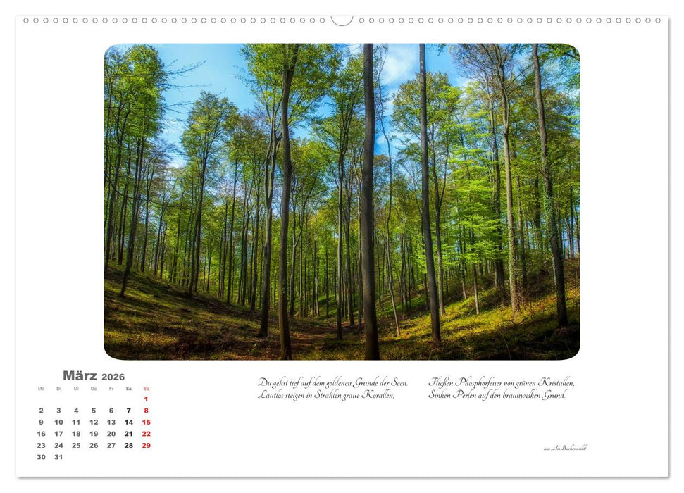 Max Dauthendey - Mit dem Wald durchs Jahr (CALVENDO Premium Wandkalender 2026)