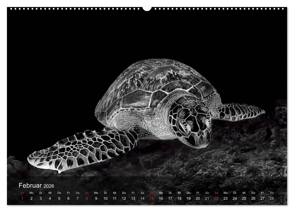 Schildkröten des Ozeans (CALVENDO Premium Wandkalender 2026)