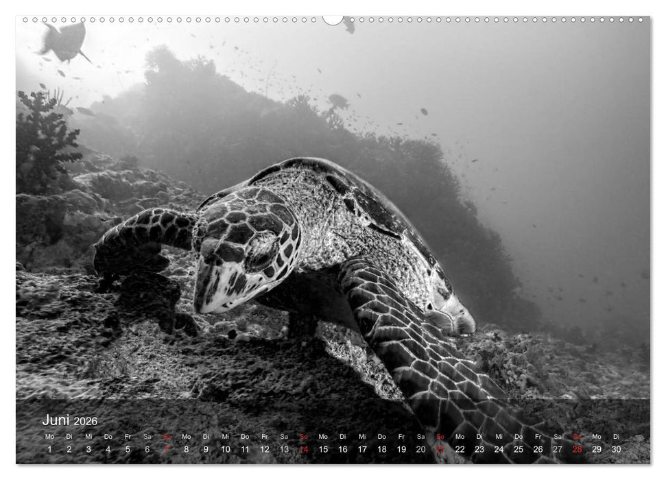 Schildkröten des Ozeans (CALVENDO Premium Wandkalender 2026)
