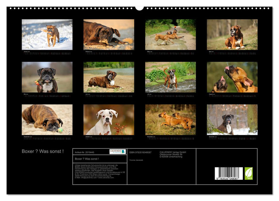 Boxer ? Was sonst ! (CALVENDO Premium Wandkalender 2026)