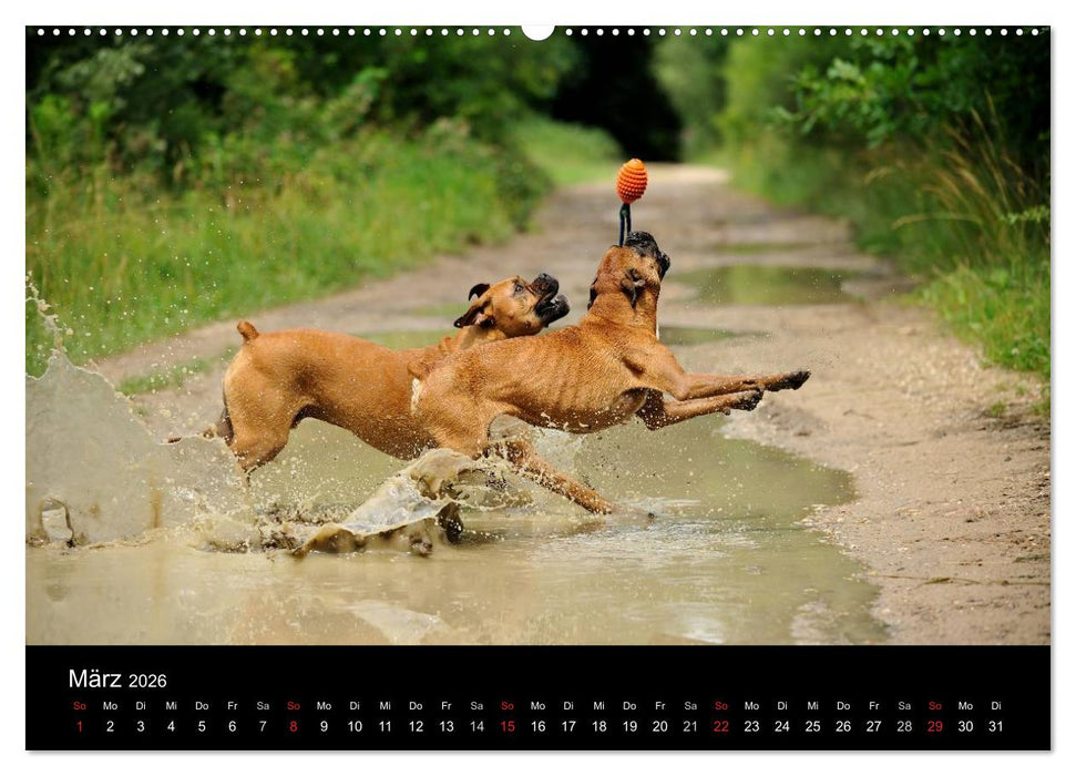 Boxer ? Was sonst ! (CALVENDO Premium Wandkalender 2026)