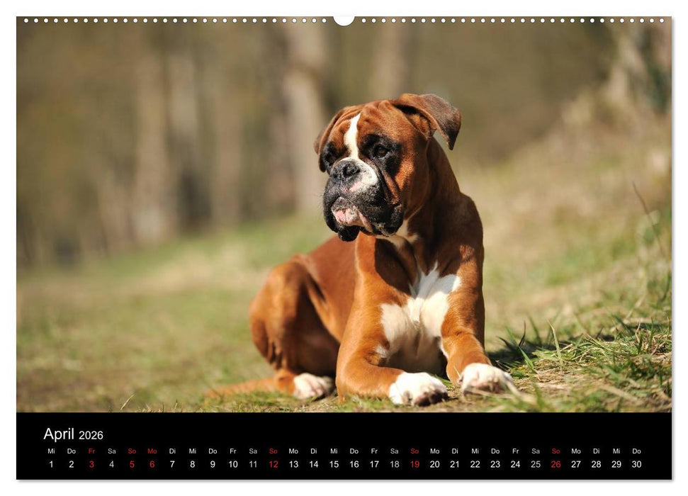 Boxer ? Was sonst ! (CALVENDO Premium Wandkalender 2026)