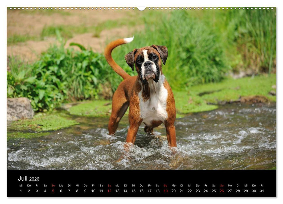 Boxer ? Was sonst ! (CALVENDO Premium Wandkalender 2026)