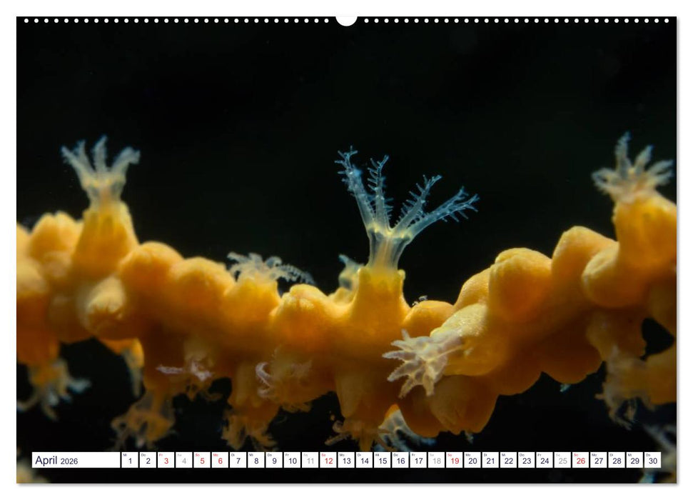 unterwasser makro 2026 (CALVENDO Premium Wandkalender 2026)