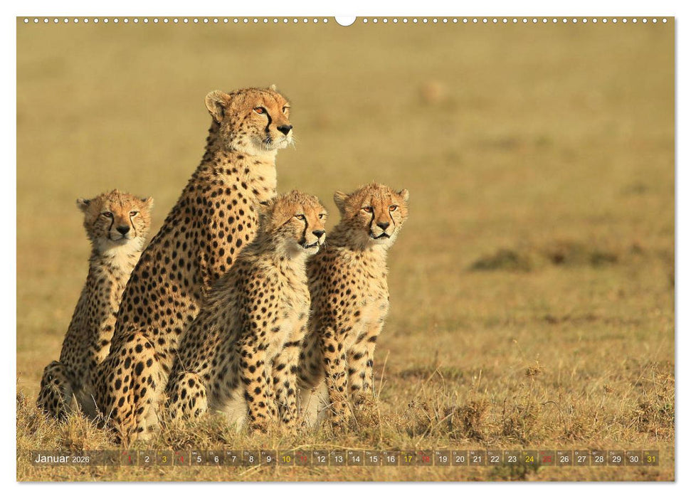 Geparden - Begegnungen in Afrika (CALVENDO Premium Wandkalender 2026)