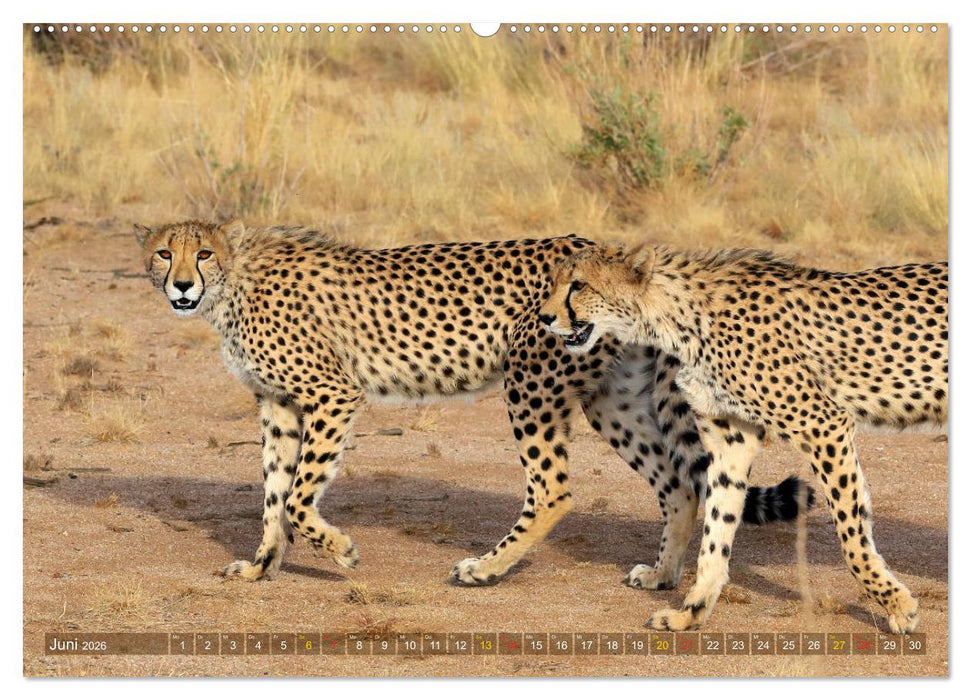 Geparden - Begegnungen in Afrika (CALVENDO Premium Wandkalender 2026)