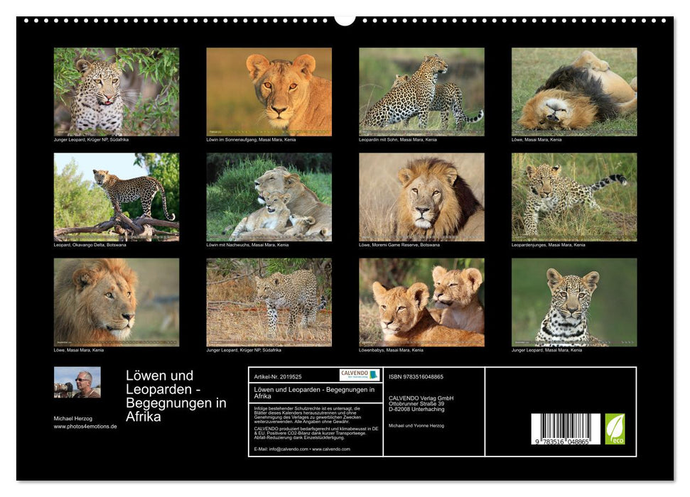 Löwen und Leoparden - Begegnungen in Afrika (CALVENDO Premium Wandkalender 2026)