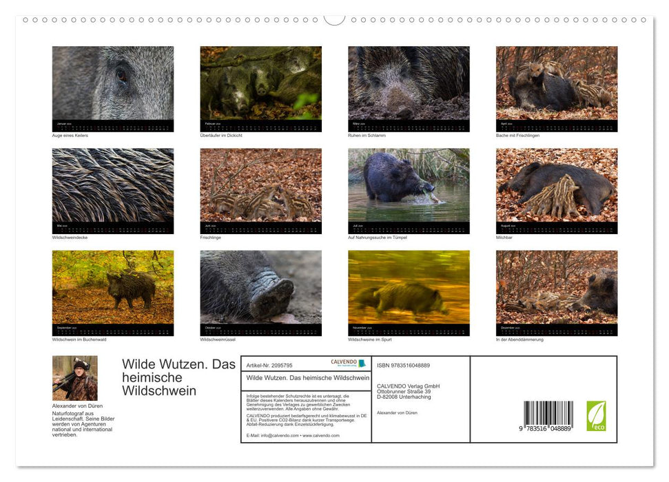 Wilde Wutzen. Das heimische Wildschwein (CALVENDO Premium Wandkalender 2026)