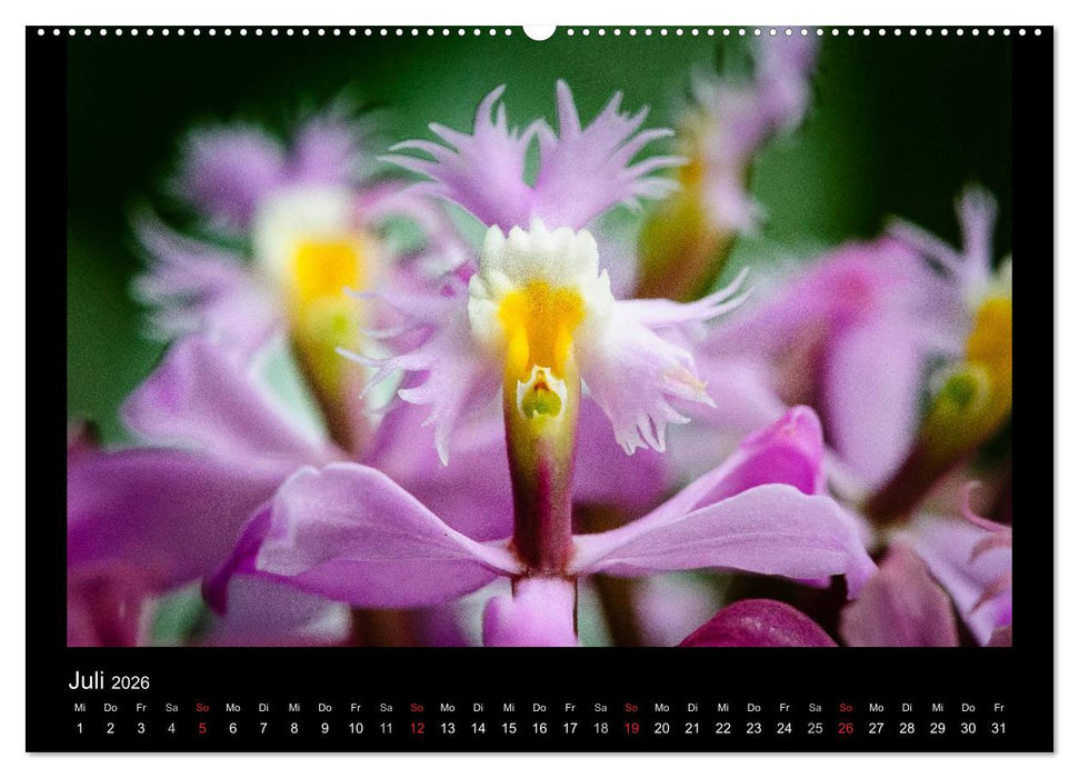 Wunderbare Orchideen (CALVENDO Premium Wandkalender 2026)