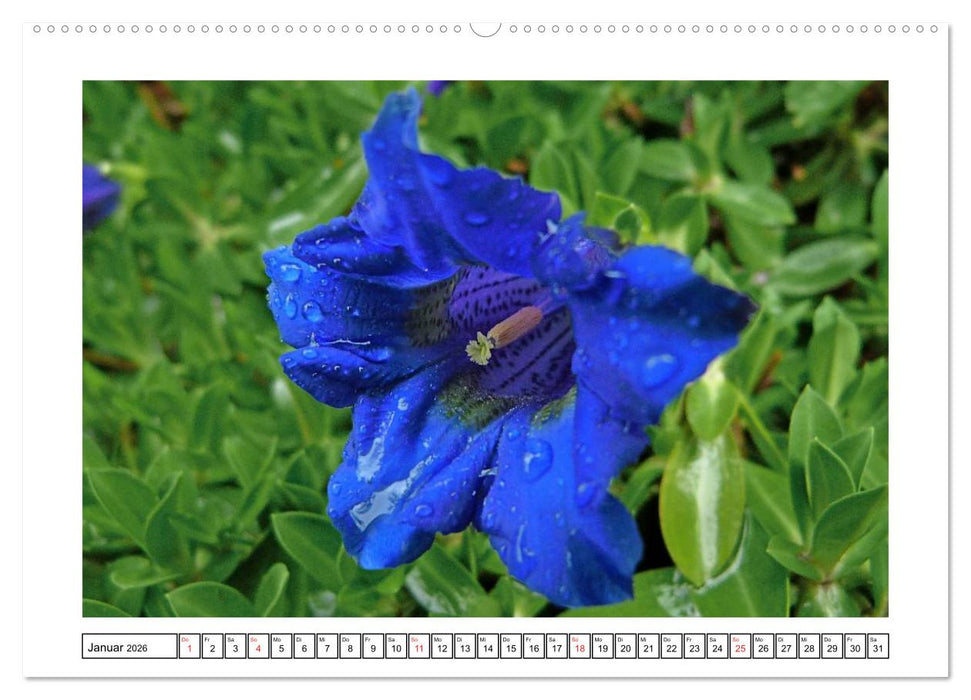 Alpenblumen. Bunte Welt in luftiger Höhe (CALVENDO Premium Wandkalender 2026)