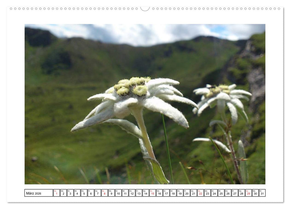 Alpenblumen. Bunte Welt in luftiger Höhe (CALVENDO Premium Wandkalender 2026)