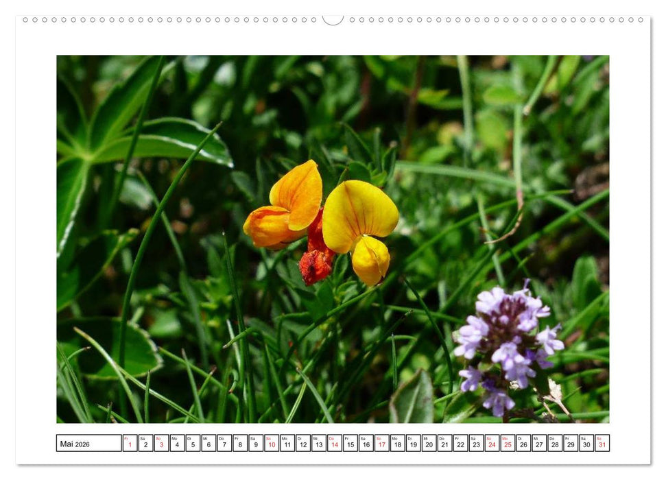 Alpenblumen. Bunte Welt in luftiger Höhe (CALVENDO Premium Wandkalender 2026)