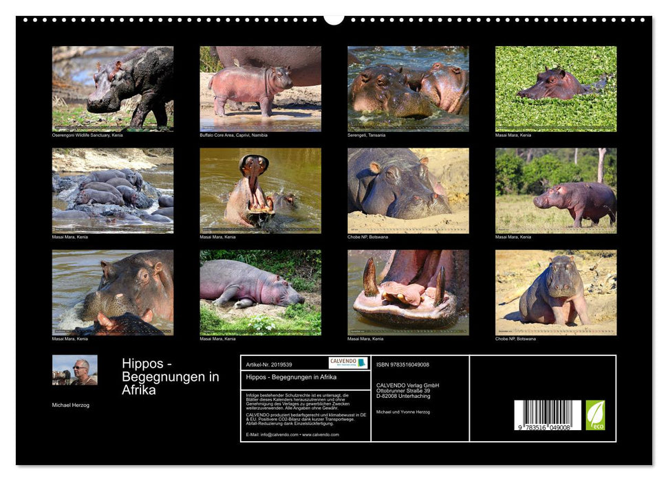 Hippos - Begegnungen in Afrika (CALVENDO Premium Wandkalender 2026)