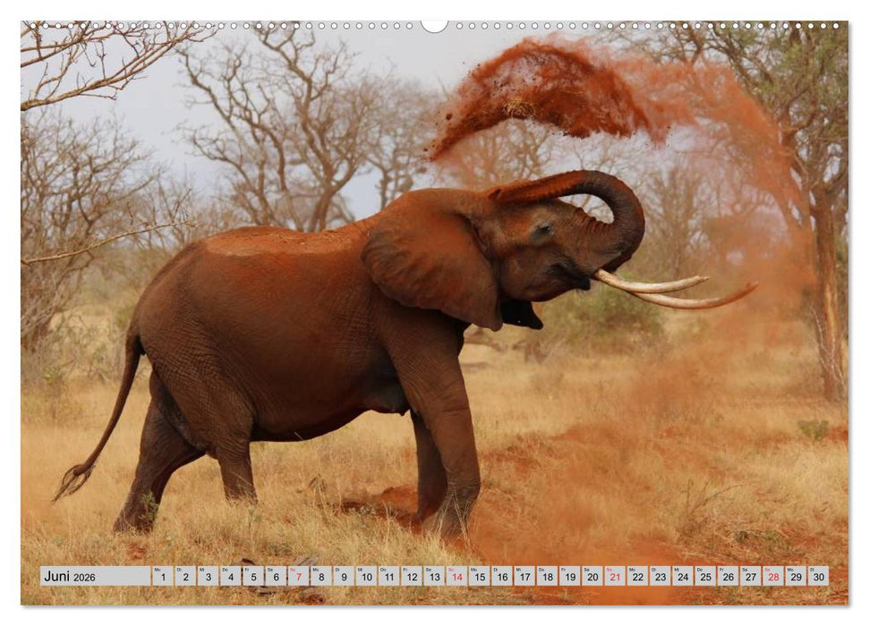 Elefanten. Sensible Rüsseltiere (CALVENDO Premium Wandkalender 2026)