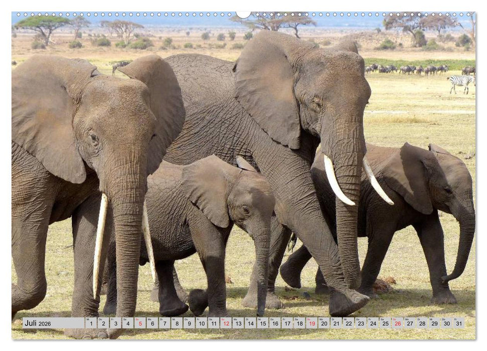 Elefanten. Sensible Rüsseltiere (CALVENDO Premium Wandkalender 2026)