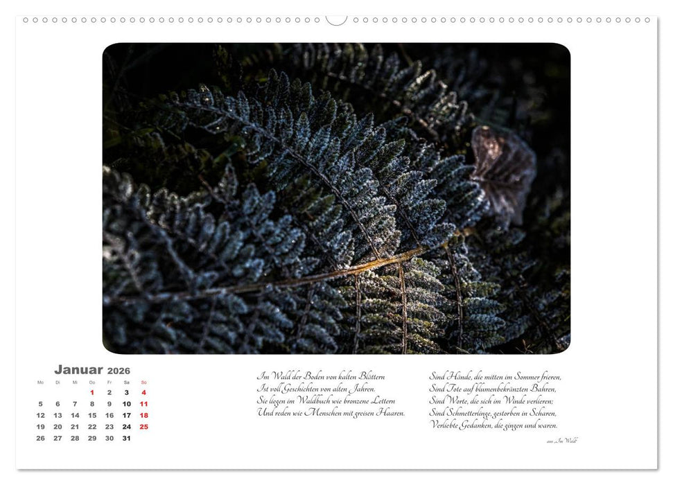 Max Dauthendey - Mit dem Wald durchs Jahr (CALVENDO Wandkalender 2026)