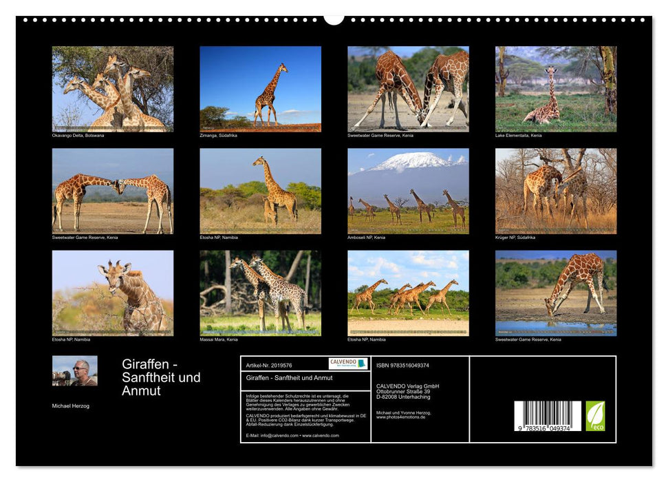 Giraffen - Sanftheit und Anmut (CALVENDO Premium Wandkalender 2026)