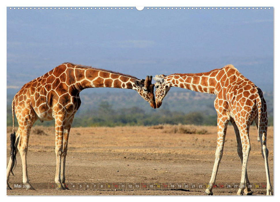 Giraffen - Sanftheit und Anmut (CALVENDO Premium Wandkalender 2026)