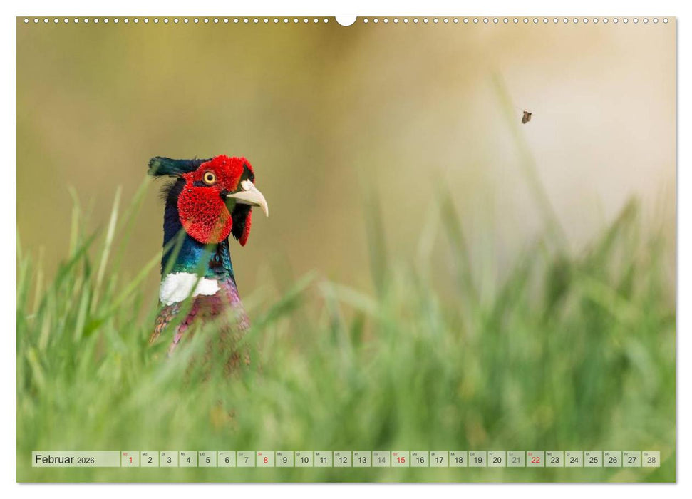 Emotionale Momente: Der Jagdfasan. (CALVENDO Wandkalender 2026)