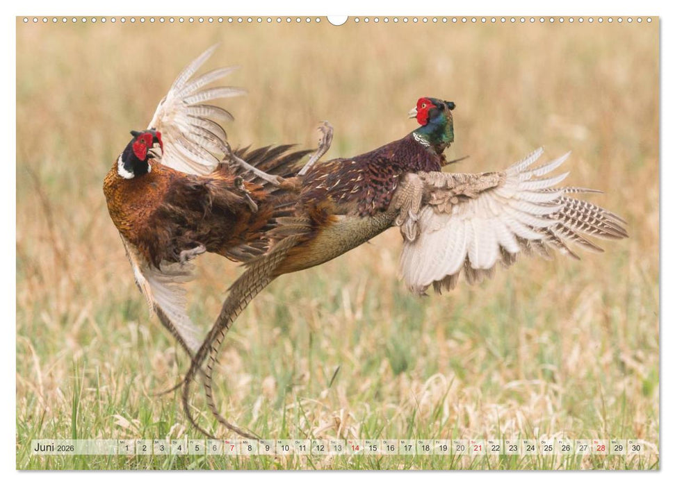 Emotionale Momente: Wild und Jagd. (CALVENDO Wandkalender 2026)