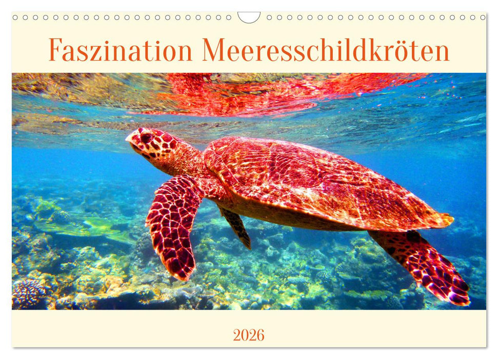 Faszination Meeresschildkröten (CALVENDO Wandkalender 2026)