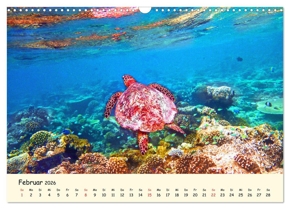 Faszination Meeresschildkröten (CALVENDO Wandkalender 2026)