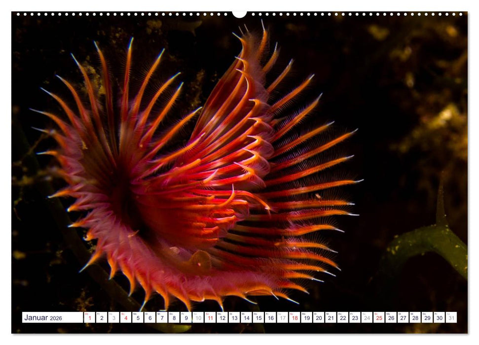 unterwasser makro 2026 (CALVENDO Wandkalender 2026)