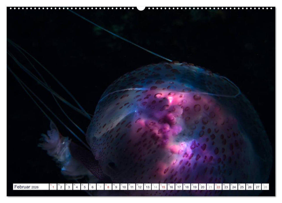 unterwasser makro 2026 (CALVENDO Wandkalender 2026)
