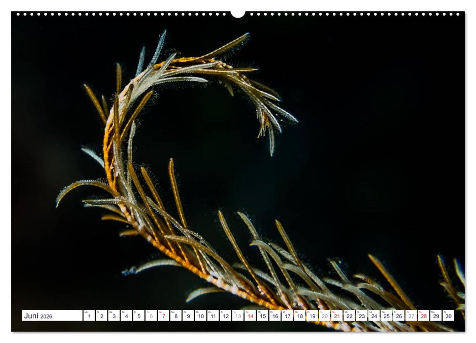 unterwasser makro 2026 (CALVENDO Wandkalender 2026)