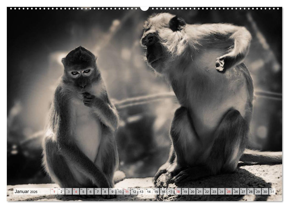 Wilde Tiere in schwarz-weiß (CALVENDO Premium Wandkalender 2026)
