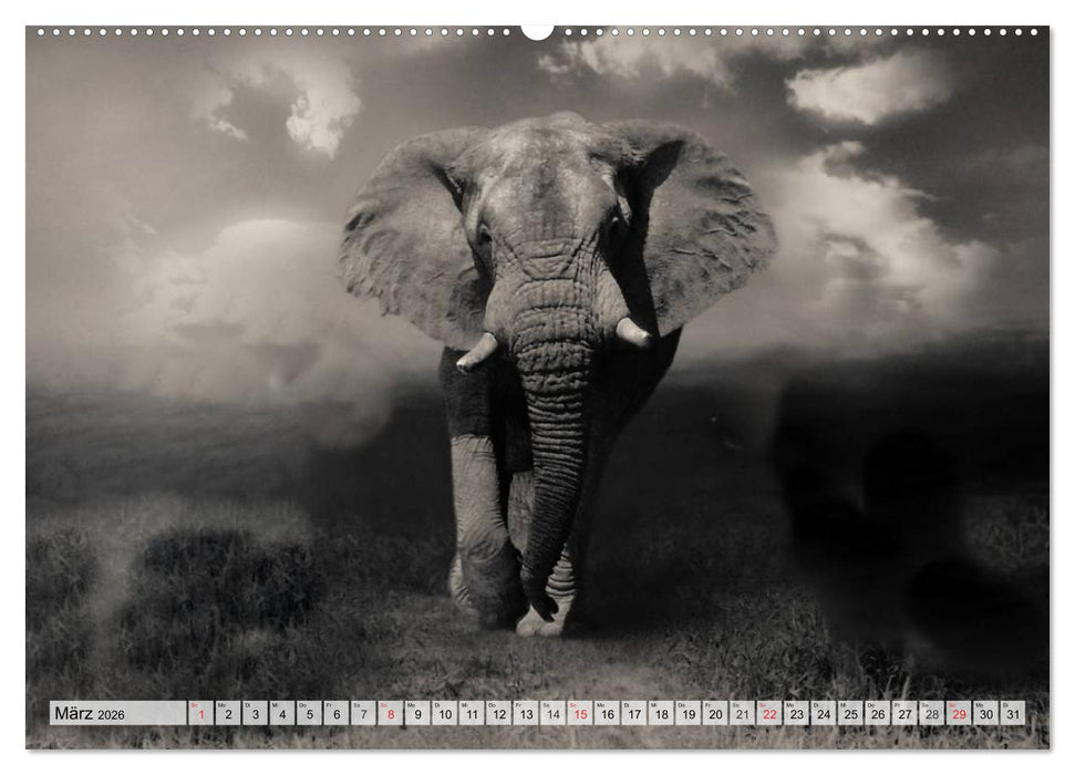Wilde Tiere in schwarz-weiß (CALVENDO Premium Wandkalender 2026)