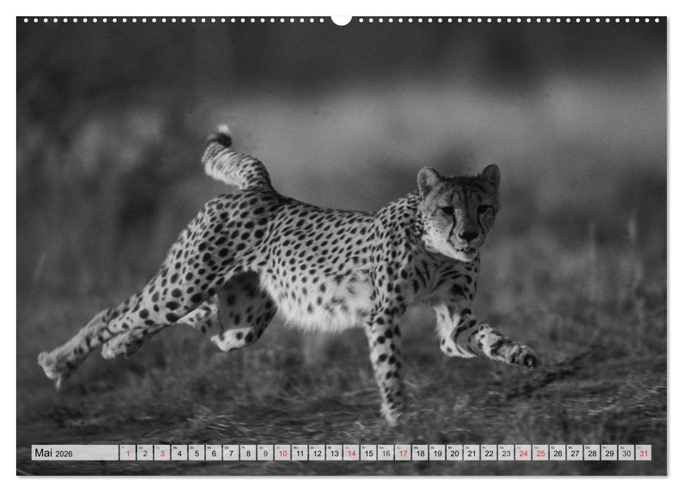 Wilde Tiere in schwarz-weiß (CALVENDO Premium Wandkalender 2026)