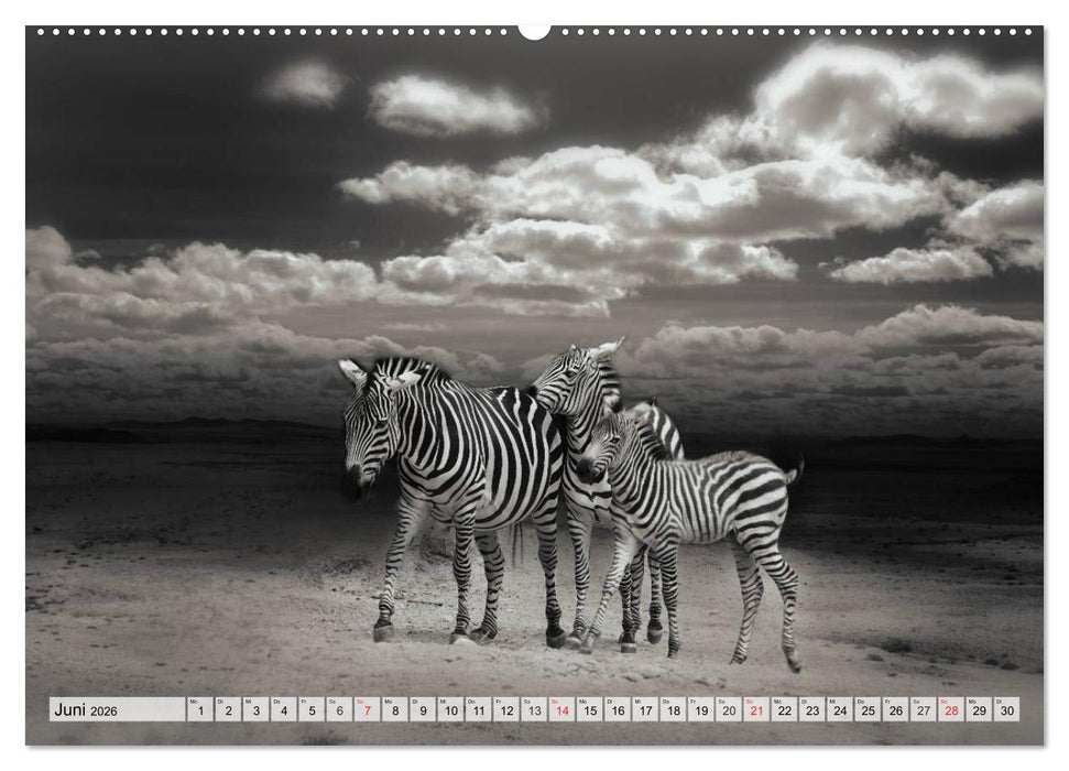 Wilde Tiere in schwarz-weiß (CALVENDO Premium Wandkalender 2026)
