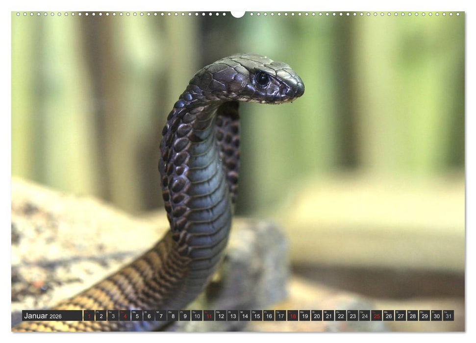Gefährliche Schlangen (CALVENDO Premium Wandkalender 2026)