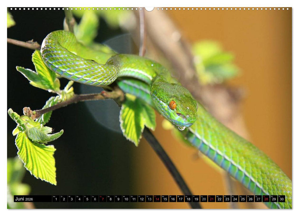 Gefährliche Schlangen (CALVENDO Premium Wandkalender 2026)