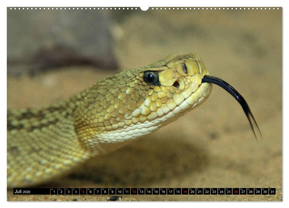 Gefährliche Schlangen (CALVENDO Premium Wandkalender 2026)