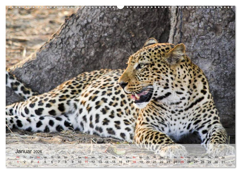 Leoparden. Elegante Jäger (CALVENDO Premium Wandkalender 2026)