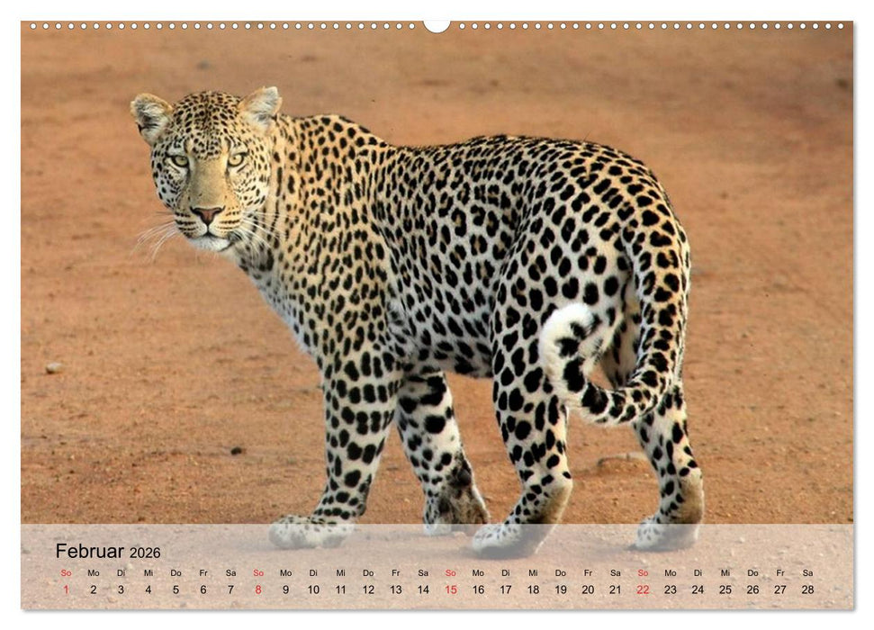 Leoparden. Elegante Jäger (CALVENDO Premium Wandkalender 2026)