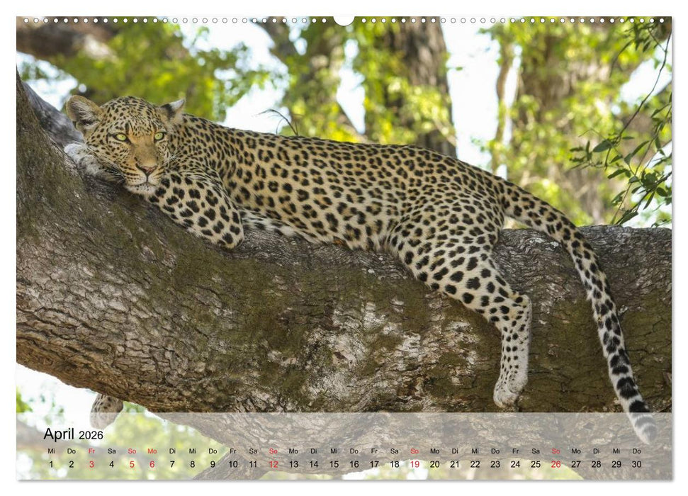 Leoparden. Elegante Jäger (CALVENDO Premium Wandkalender 2026)