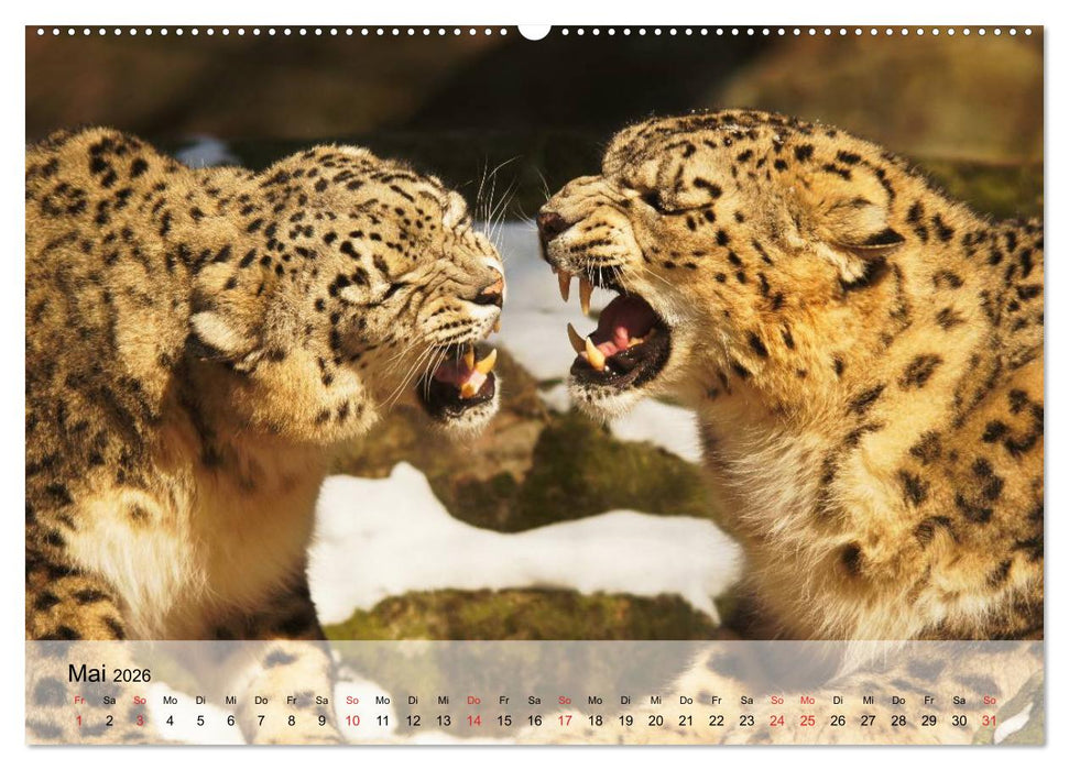 Leoparden. Elegante Jäger (CALVENDO Premium Wandkalender 2026)