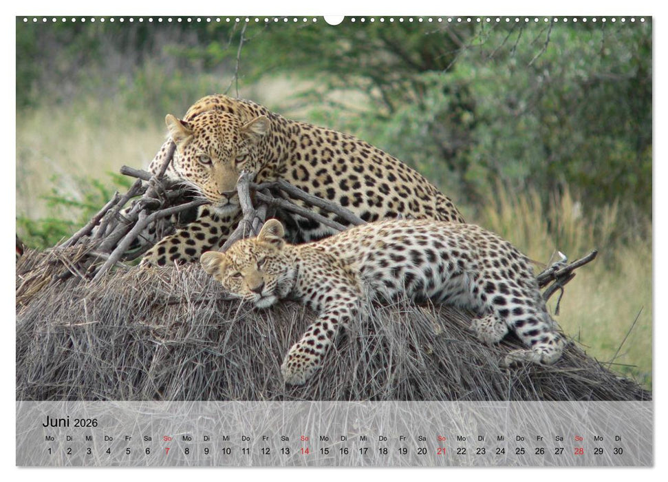 Leoparden. Elegante Jäger (CALVENDO Premium Wandkalender 2026)