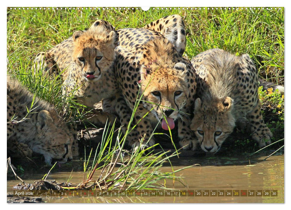 Geparden - Begegnungen in Afrika (CALVENDO Wandkalender 2026)