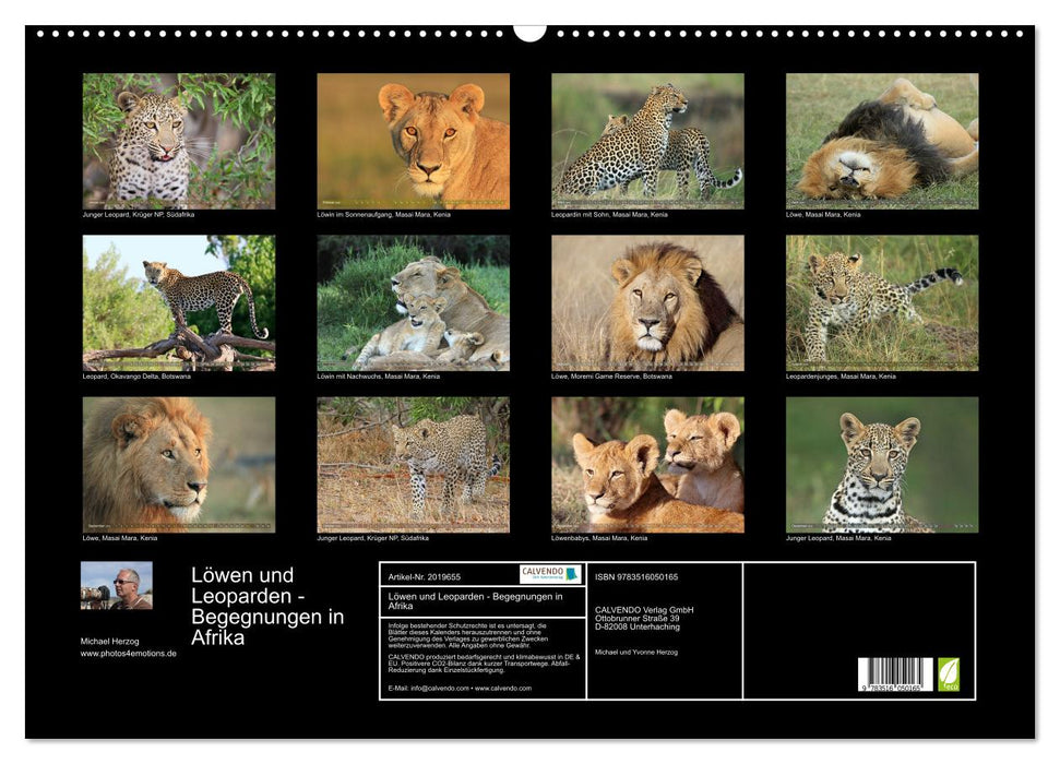 Löwen und Leoparden - Begegnungen in Afrika (CALVENDO Wandkalender 2026)