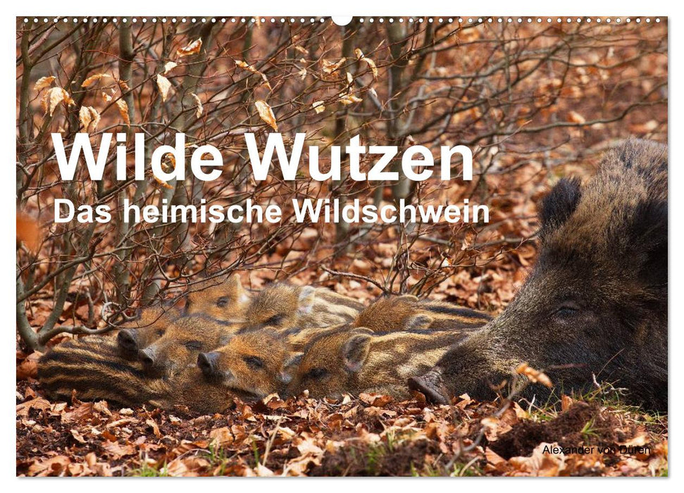 Wilde Wutzen. Das heimische Wildschwein (CALVENDO Wandkalender 2026)