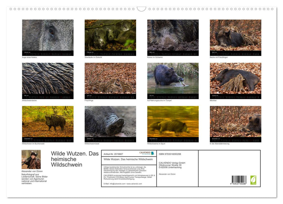Wilde Wutzen. Das heimische Wildschwein (CALVENDO Wandkalender 2026)