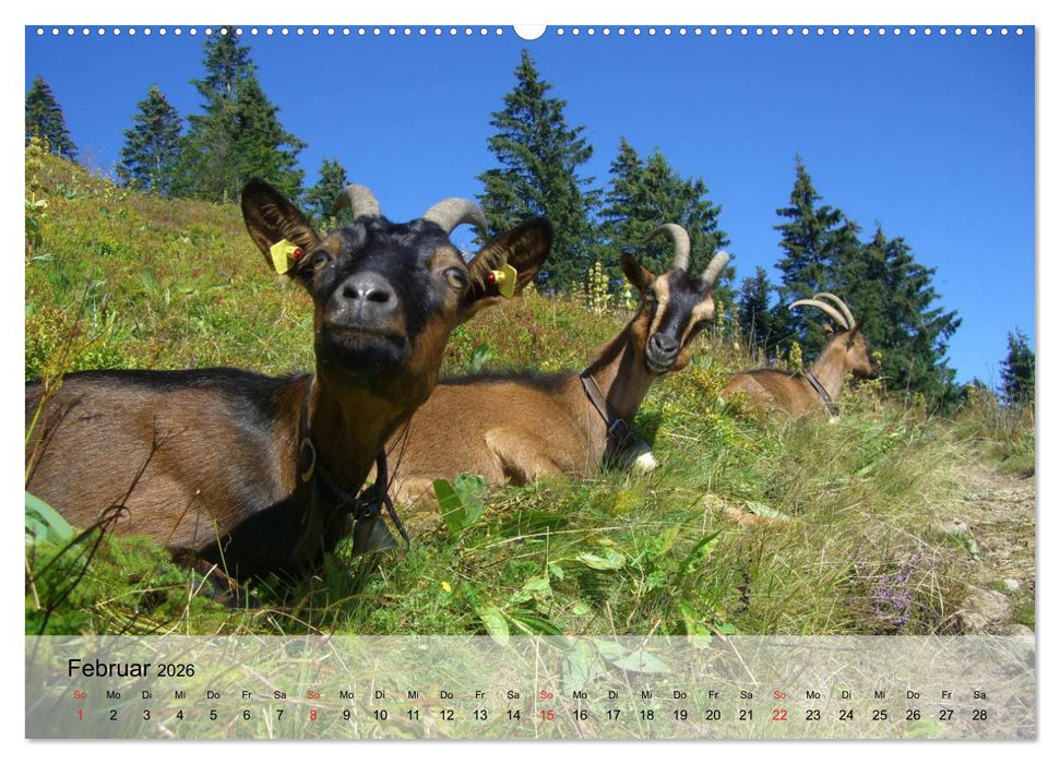 Ziegen. Kluge Freigeister (CALVENDO Premium Wandkalender 2026)